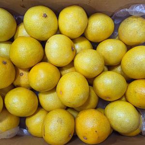 [10% 쿠폰] 제주 황금향 가정용 4.5kg (35과 내외) 못난이