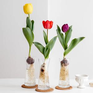 튤립 구근 수경재배