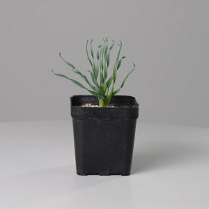 알부카 콘코르디아나 아프리카식물 인테리어식물 모종