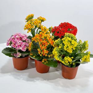 카랑코에(랜덤발송) 키우기쉬운 실내공기정화식물 인테리어식물 소형 모종