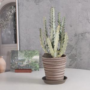 유포르비아 화이트고스트 모카 수제토분 완제품 플랜테리어 선물화분