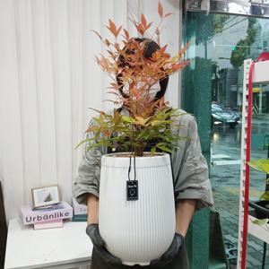 남천나무+리본화환서비스 대형 60cm ~ 생일 화분 개업 결혼 집들이 퇴사 결혼 자취 승진
