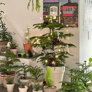 아라우카리아 대형 독일 토분 세트 3colors (수도권배송)