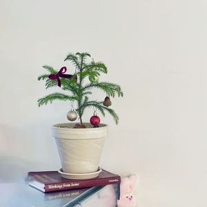 크리스마스 생화트리 아라우카리아 독일토분 세트 2colors