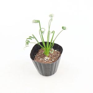 알부카 스피랄리스 구근식물 키우기쉬운 알뿌리 꽃