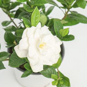 꽃치자나무 치자 화분 향기나는꽃 사계절피는꽃