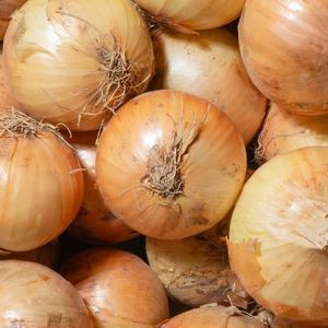 2025 햇 전남 무안 양파 2kg 국내산 단단한 아삭한 생양파 장아찌용 가정용 업소용