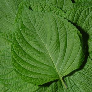 2025 햇 GAP 밀양 깻잎 500g 찹찹이 쌈채소 추부 깨순 깻순 나물 장아찌