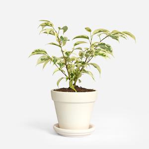 무늬벤자민 크림 화이트토분 식재 받침세트