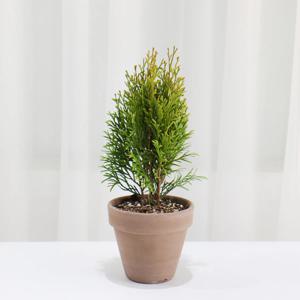 에메랄드그린 나무 묘목 정원수 상록수 사철 침엽수 측백나무