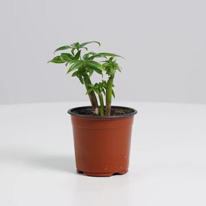 파키라 돈나무 키우기쉬운 실내공기정화식물 개업선물 소형 모종