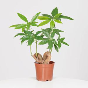 하트파키라 키우기쉬운 실내공기정화식물 인테리어식물 소형 모종