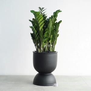 금전수 MB-2 무광 블랙 화분 돈나무 개업화분 축하화분 인테리어화분