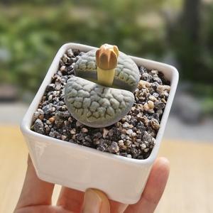 대형 리톱스 코노피튬 사각 화이트 화분
