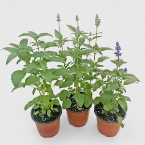 블루세이지 소형 싱그러운 식물 모종