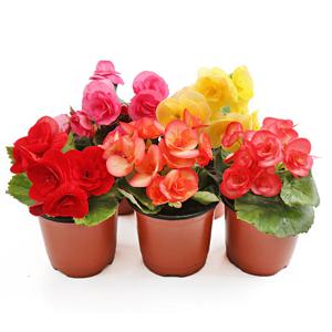 꽃베고니아 랜덤 장미베고니아 야생화