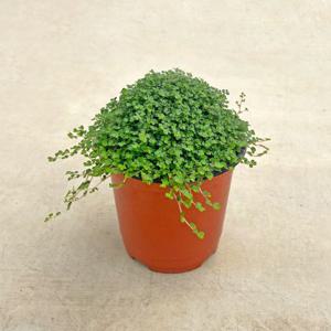 솔레이롤리아 (천사의눈물) 싱그러운 소형 식물 모종