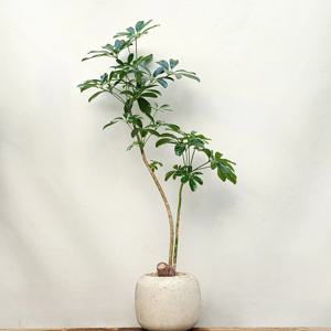 홍콩야자 쉐프렐라 식물 인테리어 거실 화분 빈티지토분
