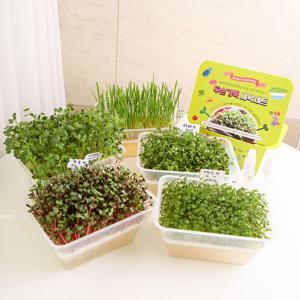 두손가득 새싹재배세트 새싹키우기 키트 재배기 씨앗 분무기 포함 새싹채소 수경재배키트