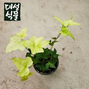 백설공주 아이비 소품 무늬 특이한 희귀 넝쿨식물