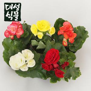 꽃베고니아 3개입 랜덤 공기정화식물 베고니아 플랜테리어 소형 야생화