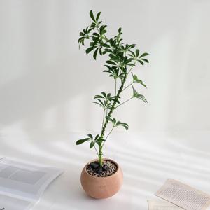 쉐프렐라 홍콩야자 아름다운 곡선수형 공기정화 식물 빈티지토분