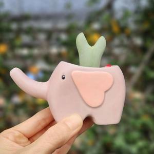 빌로붐 코노피튬 심어진 코끼리 화분