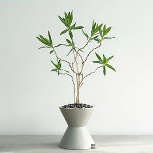 드라세나 자메이카 MG-2 무광 그레이 화분 집들이선물 거실화분 인테리어식물