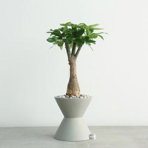 파키라 MG-2 무광 그레이 화분 거실화분 돈나무 행운나무