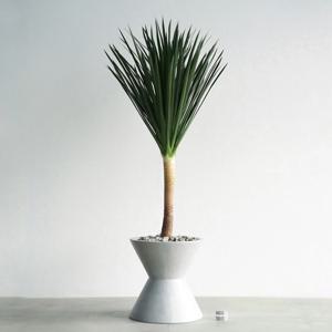 드라세나 드라코 MG-2 무광 그레이 화분 사무실인테리어 개업화분 축하선물