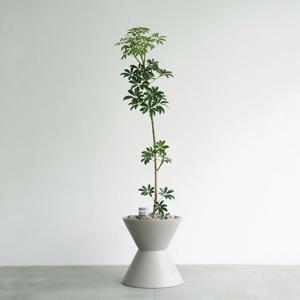 홍콩야자나무 MG-2 무광 그레이 화분 분위기있는 거실화분 인테리어식물 감성화분