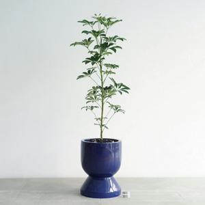 홍콩야자나무 GB-2 딥블루 중형 화분 입주화분 공기정화식물 집들이화분