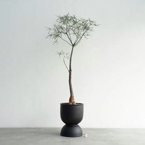 브라키키톤 루페스트리스 MB-2 무광 블랙 화분 바오밥나무 보틀트리 희귀식물 고급화분