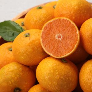 제주 새콤달콤 극조생 노지감귤 햇감귤 3kg 외 감귤 만감류