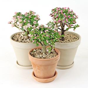 은행목 귀여운 인테리어 식물