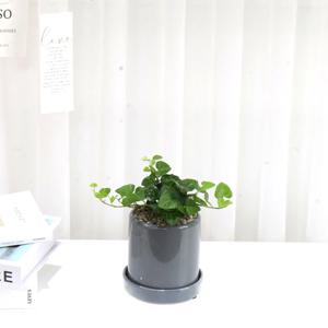 하트아이비 소품 공기정화식물 도자기화분세트