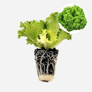 크리스피 그린글레이스 1개 유럽 상추 모종 쌈채소 샐러드 텃밭 채소 튼튼한 모종