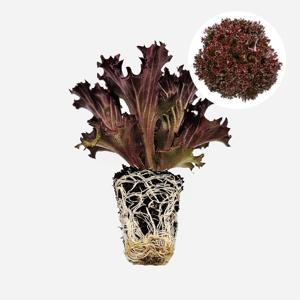 크리스탈 스케멘더 1개 유럽 상추 모종 쌈채소 샐러드 텃밭 채소 튼튼한 모종