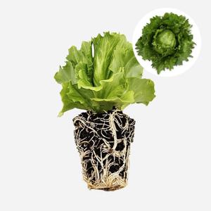 아이스버그 마무틱 1개 유럽 상추 모종 쌈채소 샐러드 텃밭 채소 튼튼한 모종