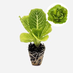 코스 롱 하트 큐오레 1개 유럽 상추 모종 쌈채소 샐러드 텃밭 채소 튼튼한 모종