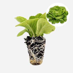 버터헤드 알리사 1개 유럽 상추 모종 쌈채소 샐러드 텃밭 채소 튼튼한 모종