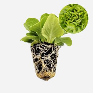 버터헤드 볼루미아 1개 유럽 상추 모종 쌈채소 샐러드 텃밭 채소 튼튼한 모종