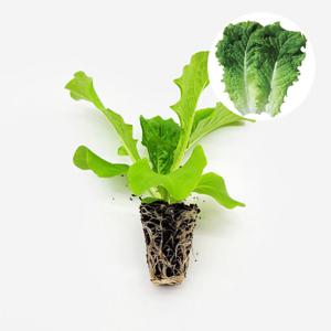 청상추 동풍 2개 상추 모종 쌈채소 텃밭 채소 튼튼한 모종