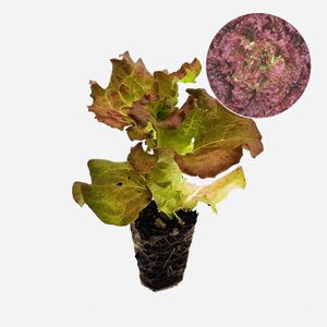 꽃상추 빨간선풍 2개 상추 모종 쌈채소 텃밭 채소 튼튼한 모종