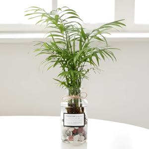 시약병 글라스 오색돌 수경세트 공기정화식물 천연가습기 전자파차단