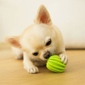 츄잉토이 강아지 장난감 츄잉볼 간식볼 노즈워크 덴탈케어 NDFPT001