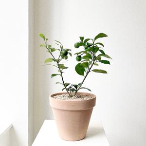 오렌지레몬나무 열매 꽃 집들이 개업화분 이태리토분 과실수 플랜테리어