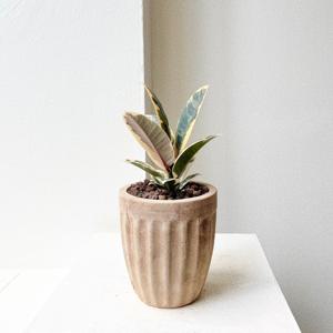 수채화고무나무 실내공기정화식물 베트남토분 개업화분 플랜테리어 소형