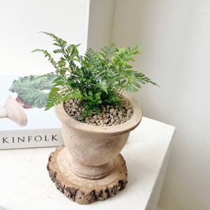 상록넉줄고사리 후마타고사리 소형 플랜테리어 개업 집들이 베트남토분