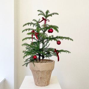 아라우카리아 크리스마스트리 나무 중형 리본 오너먼트 장식 베트남토분